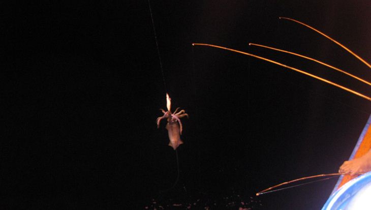 Tour Câu Mực Đêm Phú Quốc