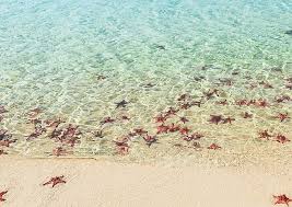 Sao Biển tour Phú Quốc 1 ngày