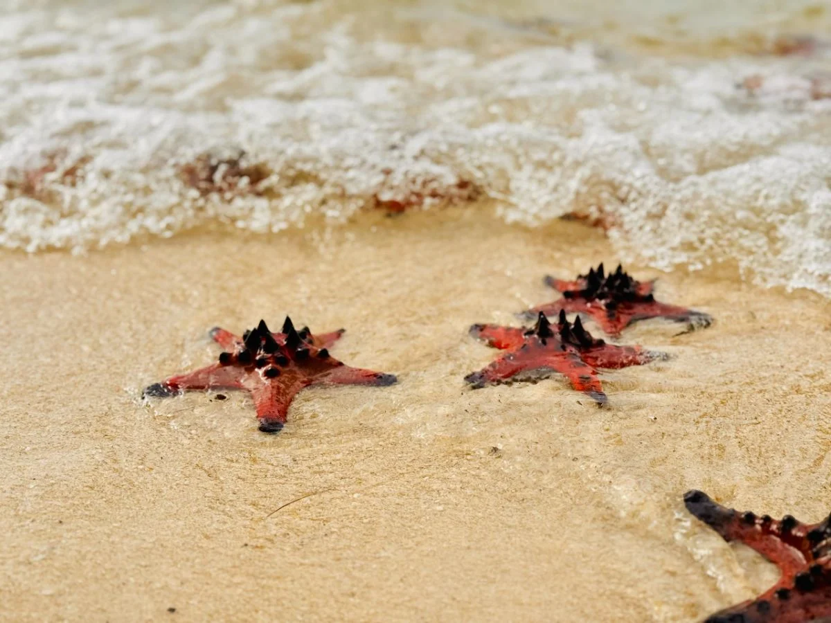 Sao Biển tour Phú Quốc 1 ngày